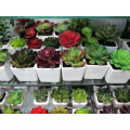 Cheap artificial bonsai plants fake mini bonsai wholesale high quality artificial bonsai for decoration